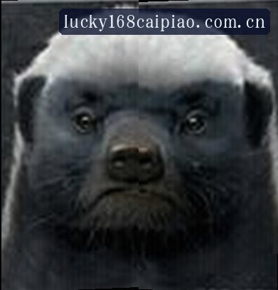 王磊